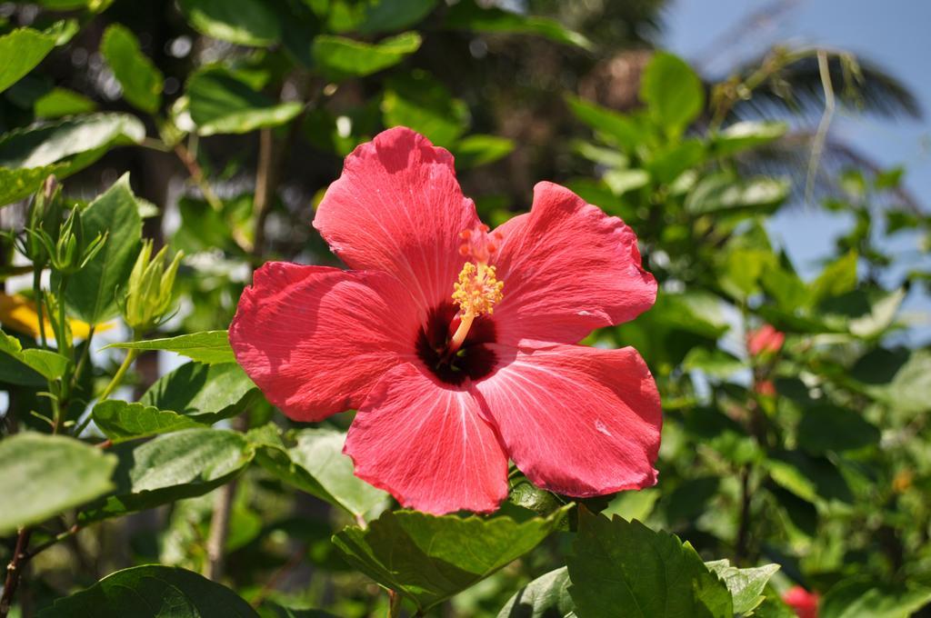 Hotel Tulip Ishigakijima Ishigaki  Zewnętrze zdjęcie