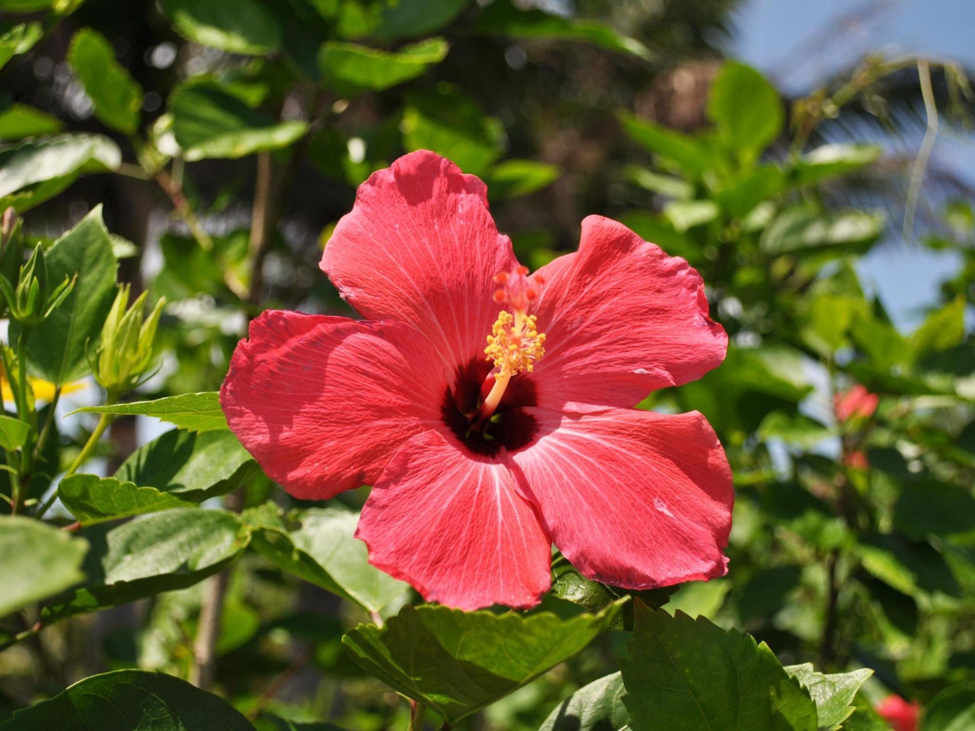 Hotel Tulip Ishigakijima Ishigaki  Zewnętrze zdjęcie